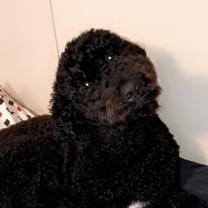 Meet your Posher, Kelsey